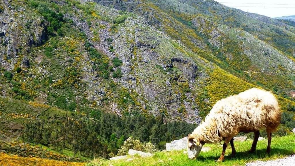 Lago Da Garca Guesthouse São Pedro do Sul Εξωτερικό φωτογραφία